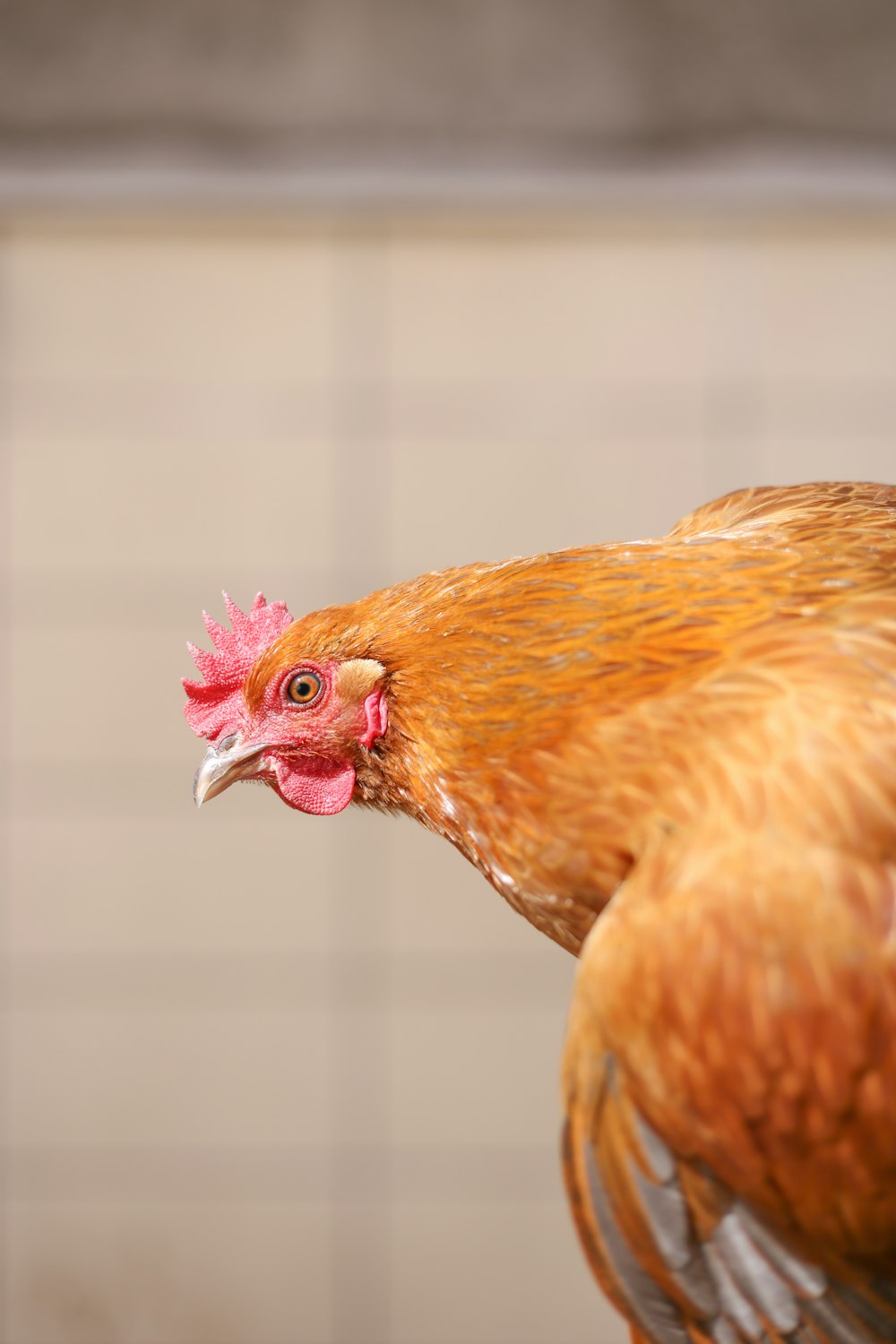 Pollo marrón en fotografía de primer plano