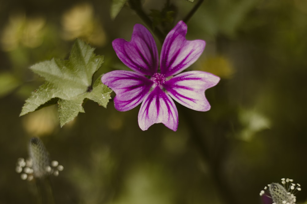 purple flower with water droplets