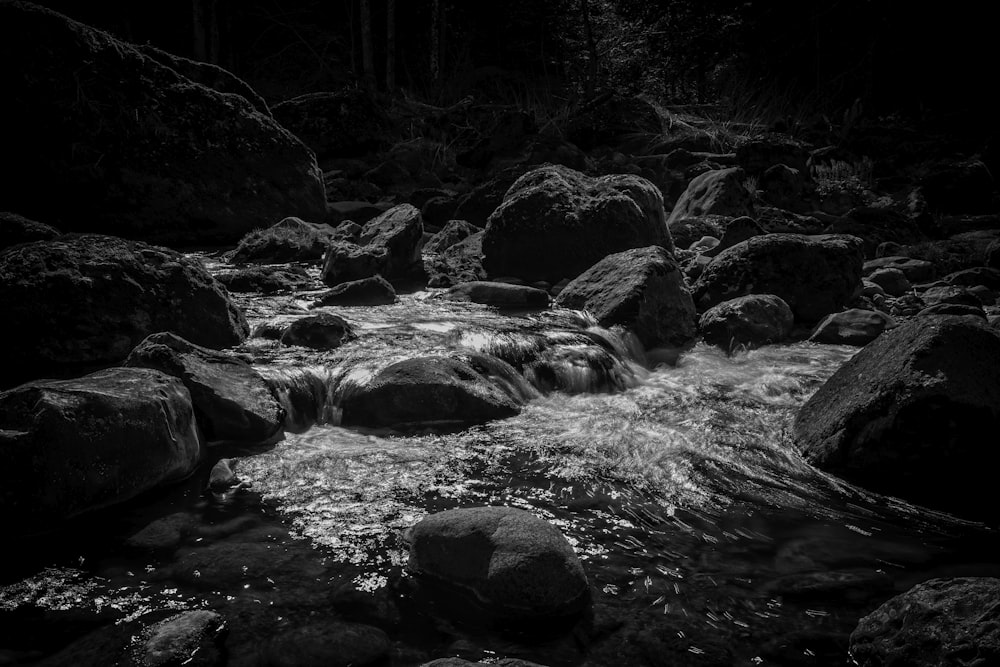 grayscale photo of river in forest