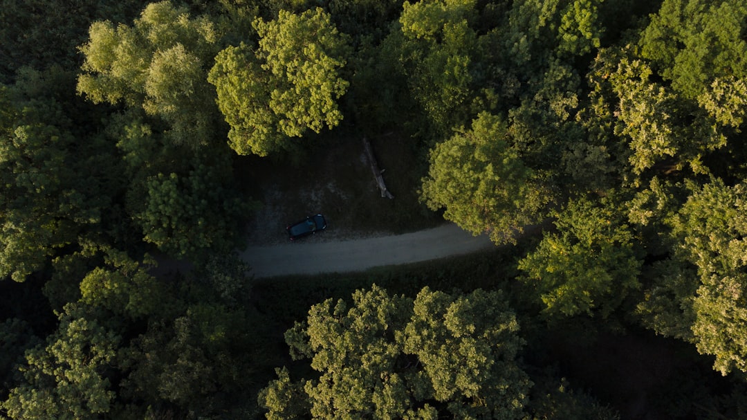 photo of Comana Forest near Bucharest