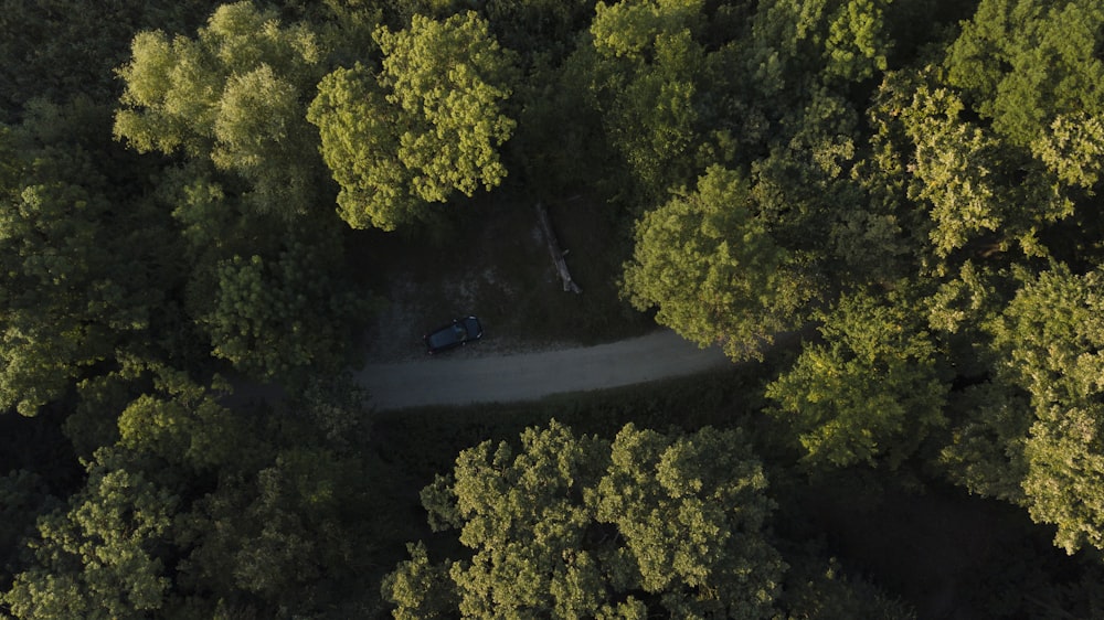 blue car on road between green trees during daytime