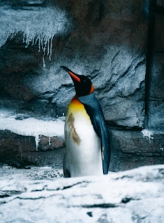 A penguin stands upright against a rocky and icy backdrop, its black and white plumage contrasting with the vibrant orange and yellow on its neck. The environment suggests a cold, wintry setting.