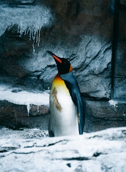 A penguin stands upright against a rocky and icy backdrop, its black and white plumage contrasting with the vibrant orange and yellow on its neck. The environment suggests a cold, wintry setting.