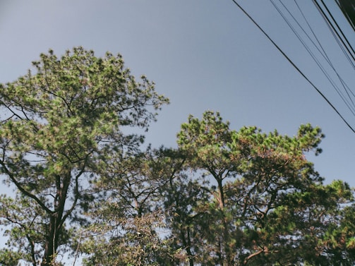 Tall trees with lush green foliage extend toward a clear blue sky. Power lines are visible in the upper right corner, indicating a blend of nature and urban elements.