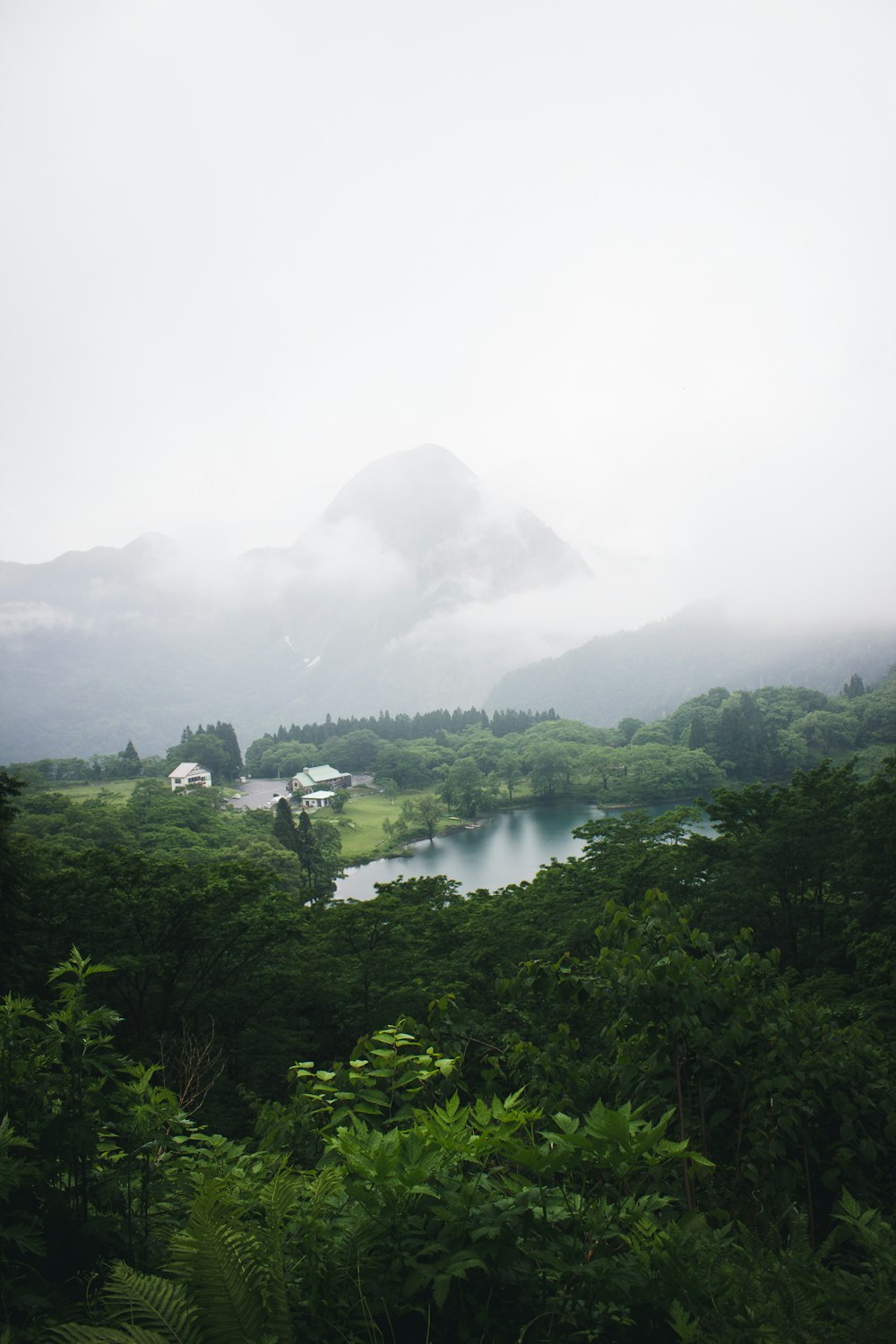 green trees near lake during daytime