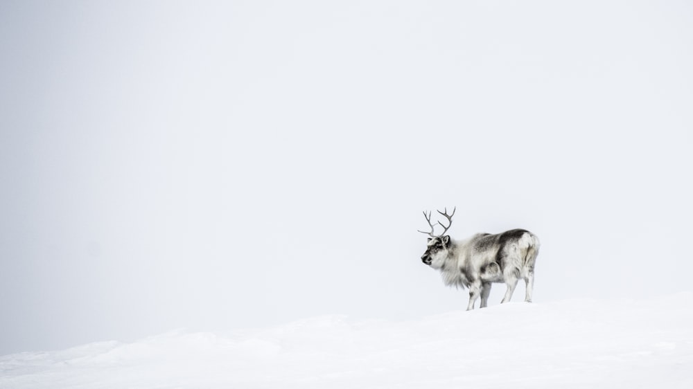 weiß-schwarzer Wolf auf schneebedecktem Boden