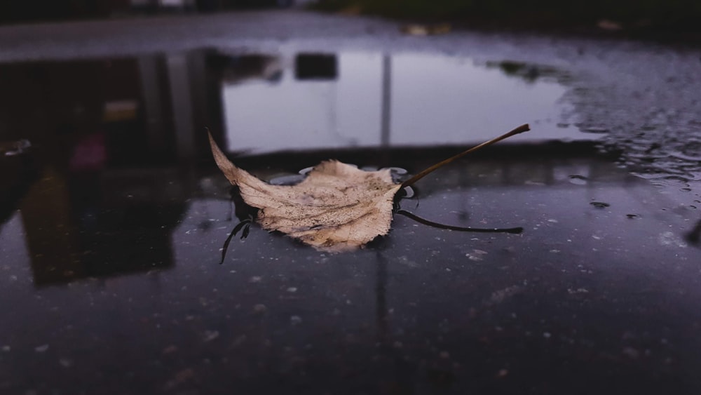 brown dried leaf on black surface