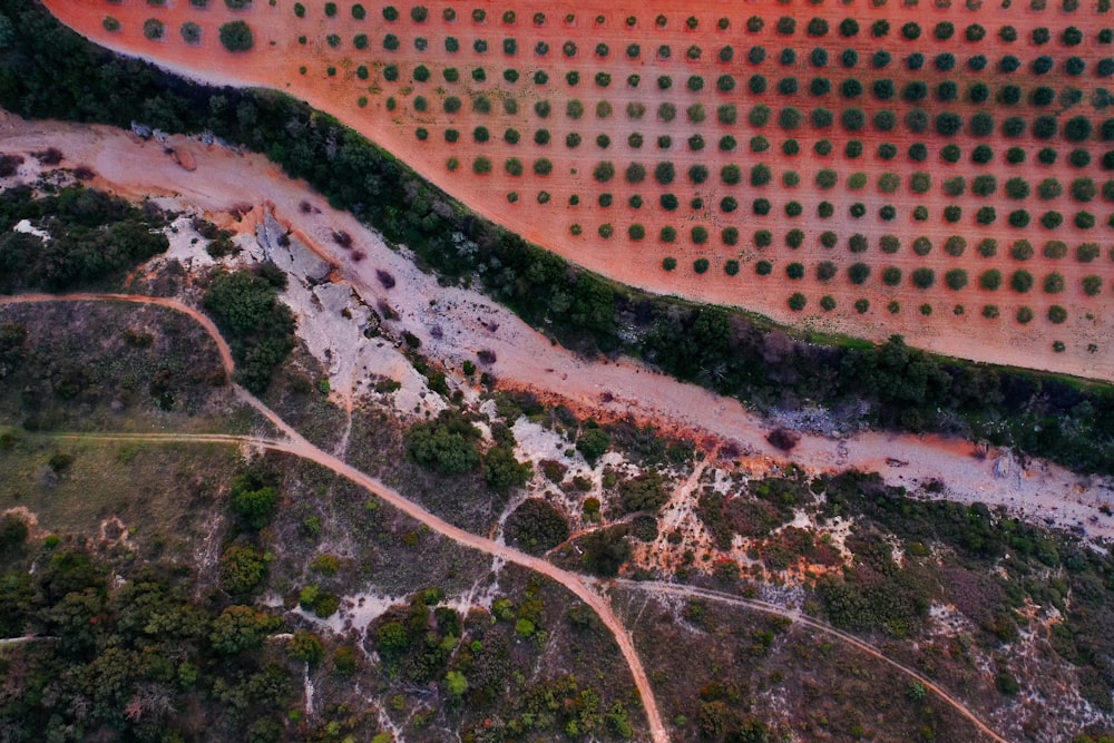 ramo d'albero marrone e verde