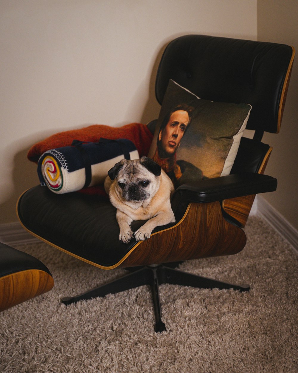 Fawn Pug en sillón acolchado negro y marrón