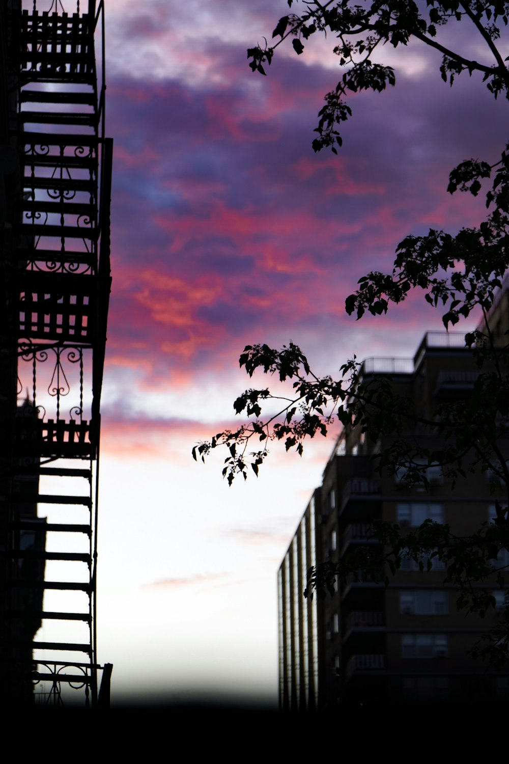 silhouette of tree near building during sunset