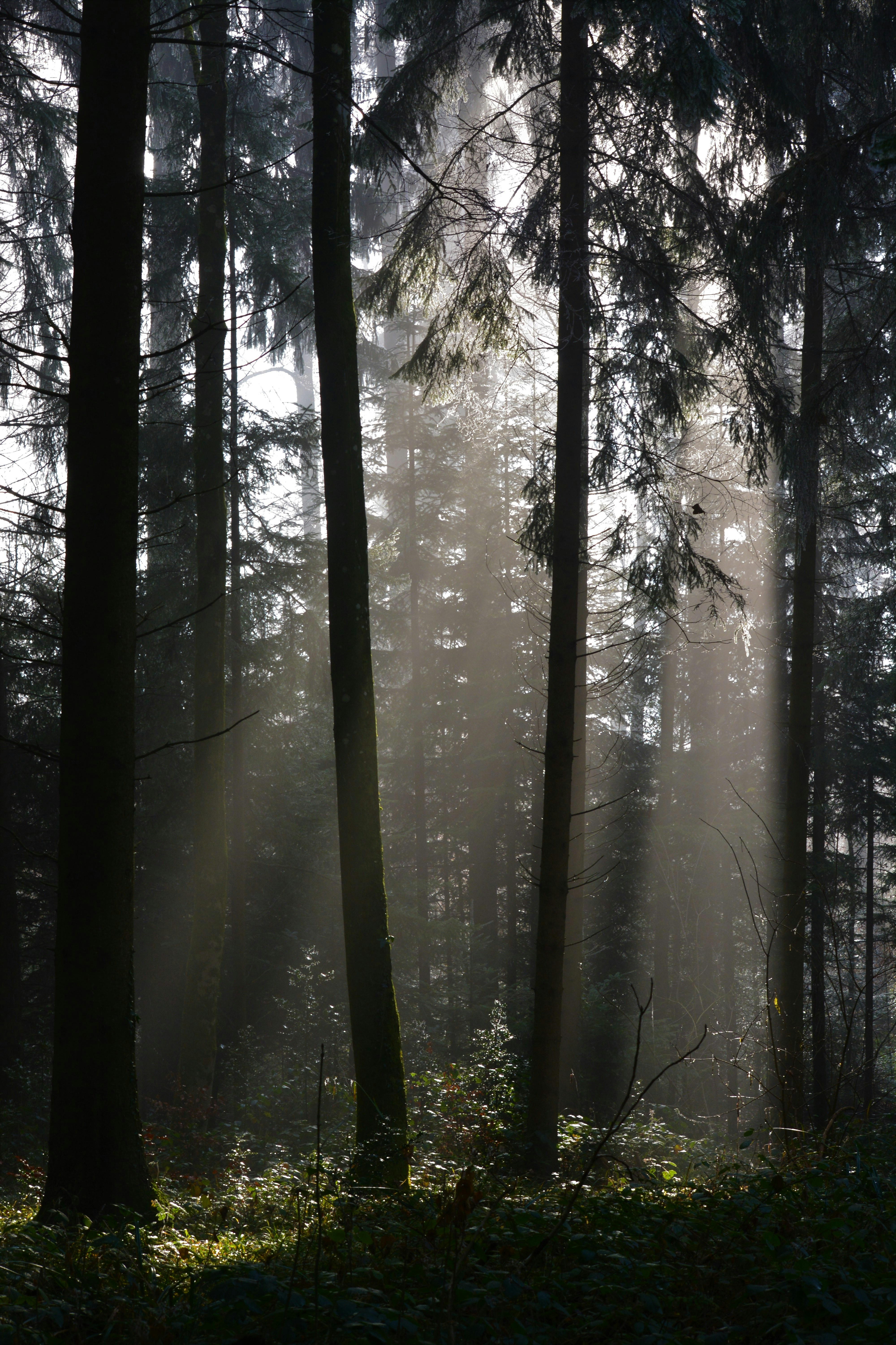 Photo by pedrino5_official