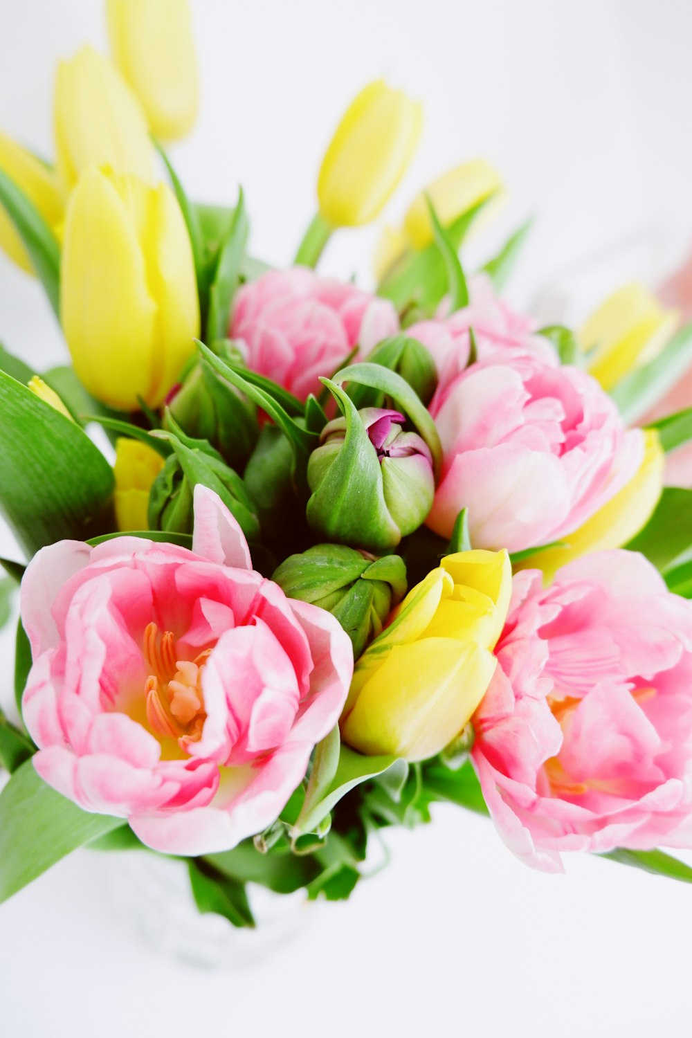 pink and yellow tulips in bloom