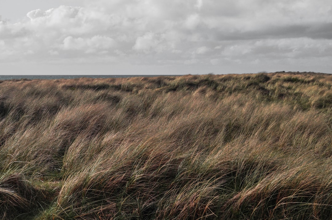 brown grass field under white clouds during daytime