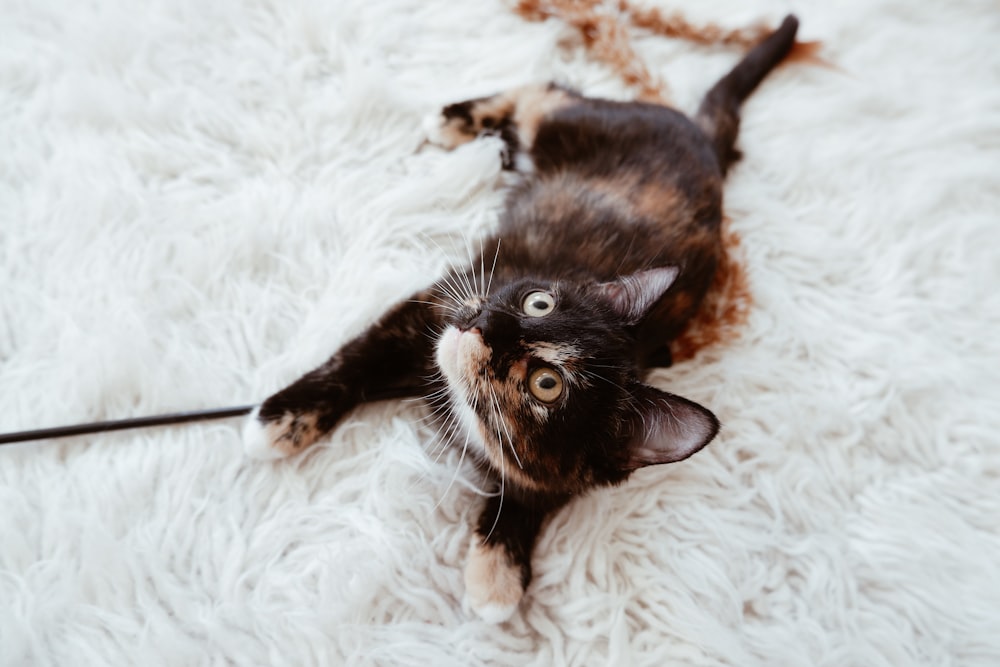 black and brown cat on white textile