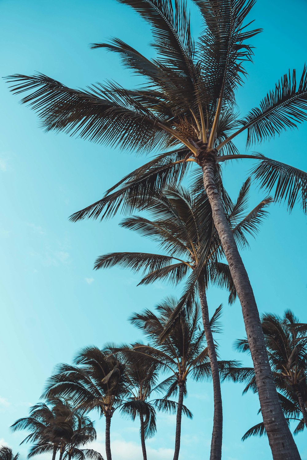 Palmera verde bajo el cielo azul durante el día