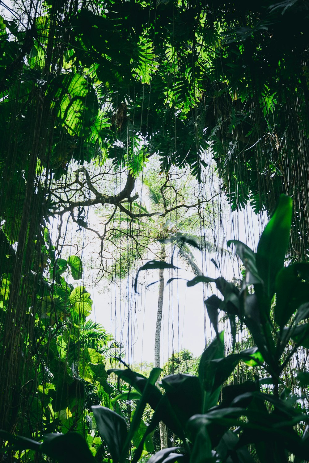 green leaf trees during daytime