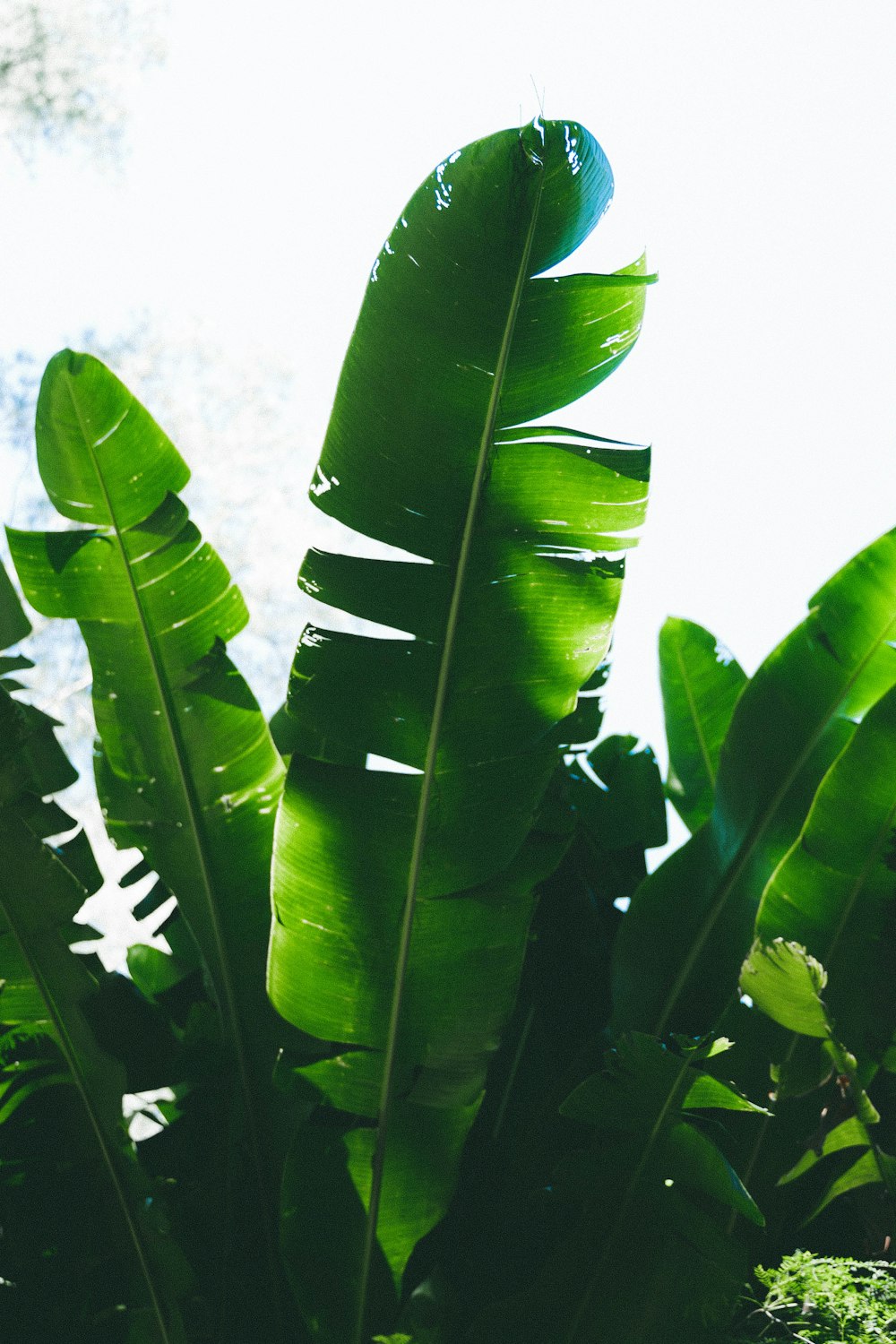 hoja verde bajo el cielo azul durante el día