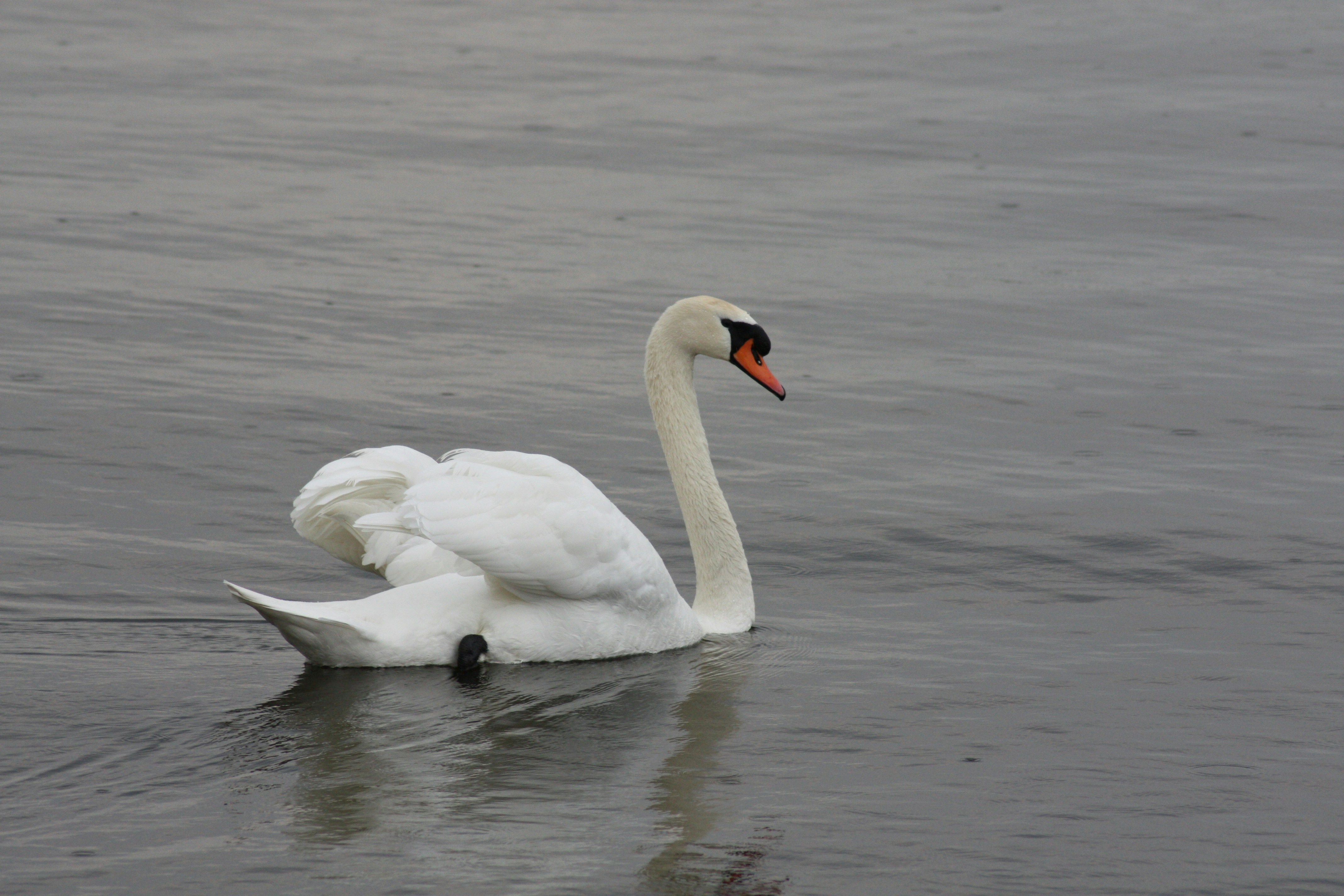 Photo by janos
