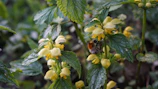 Close-up of native bees pollinating flowers in the eco forest