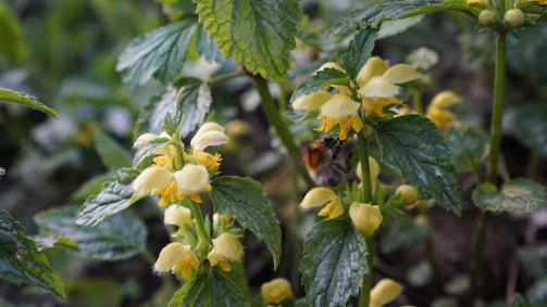 Close-up of native bees pollinating flowers in the eco forest