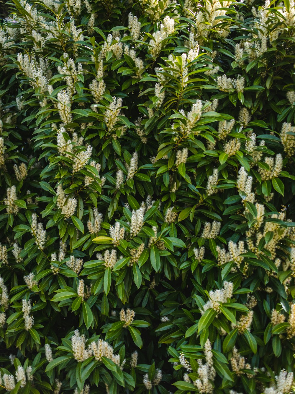 green and yellow leaf plants