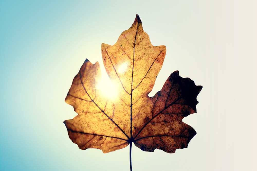 brown maple leaf in close up photography