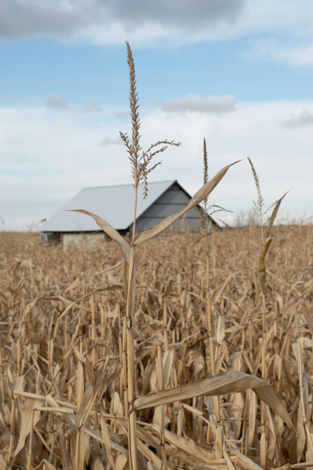 brown wheat field during daytime