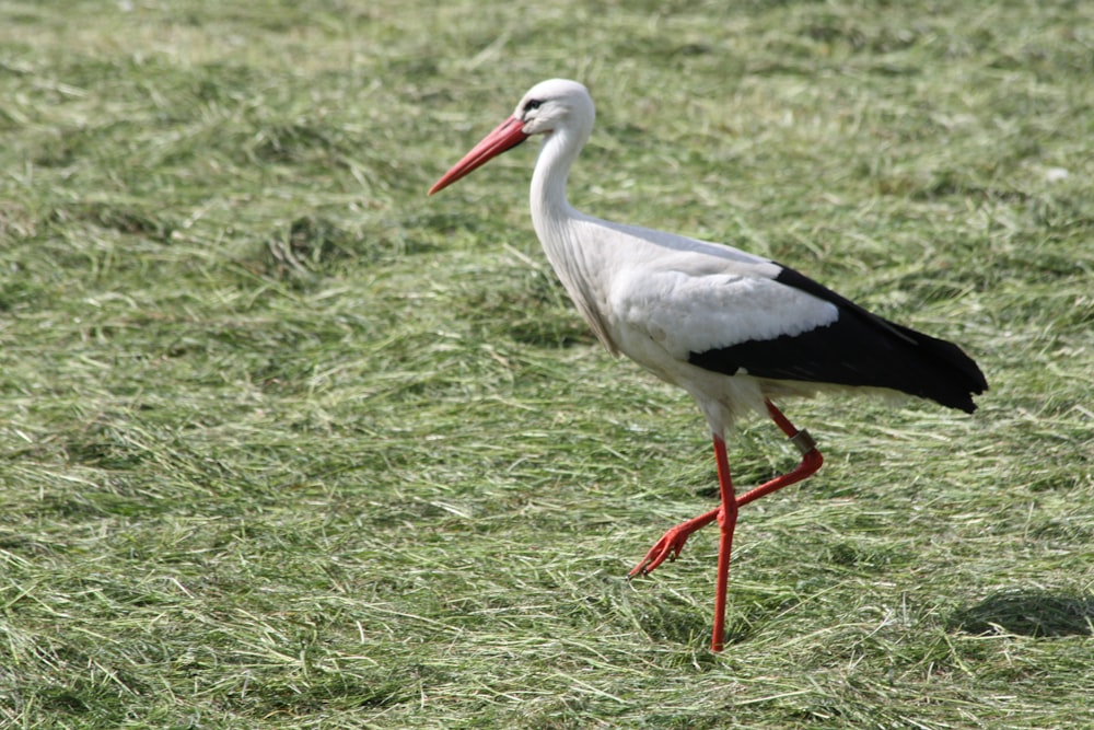 cigogne blanche sur un champ d’herbe verte pendant la journée