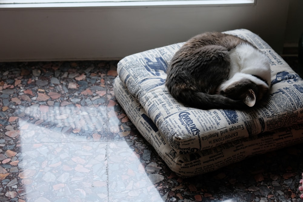 brown and white cat lying on blue and white floral bed