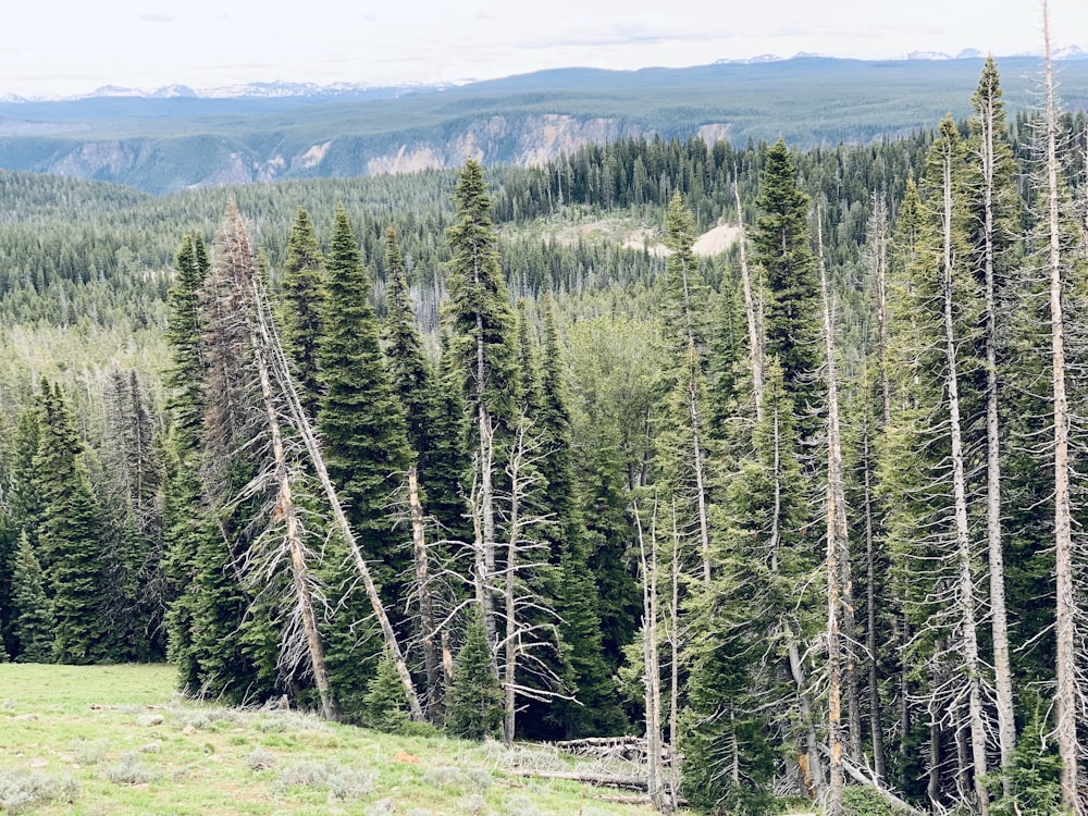 green pine trees on green grass field during daytime