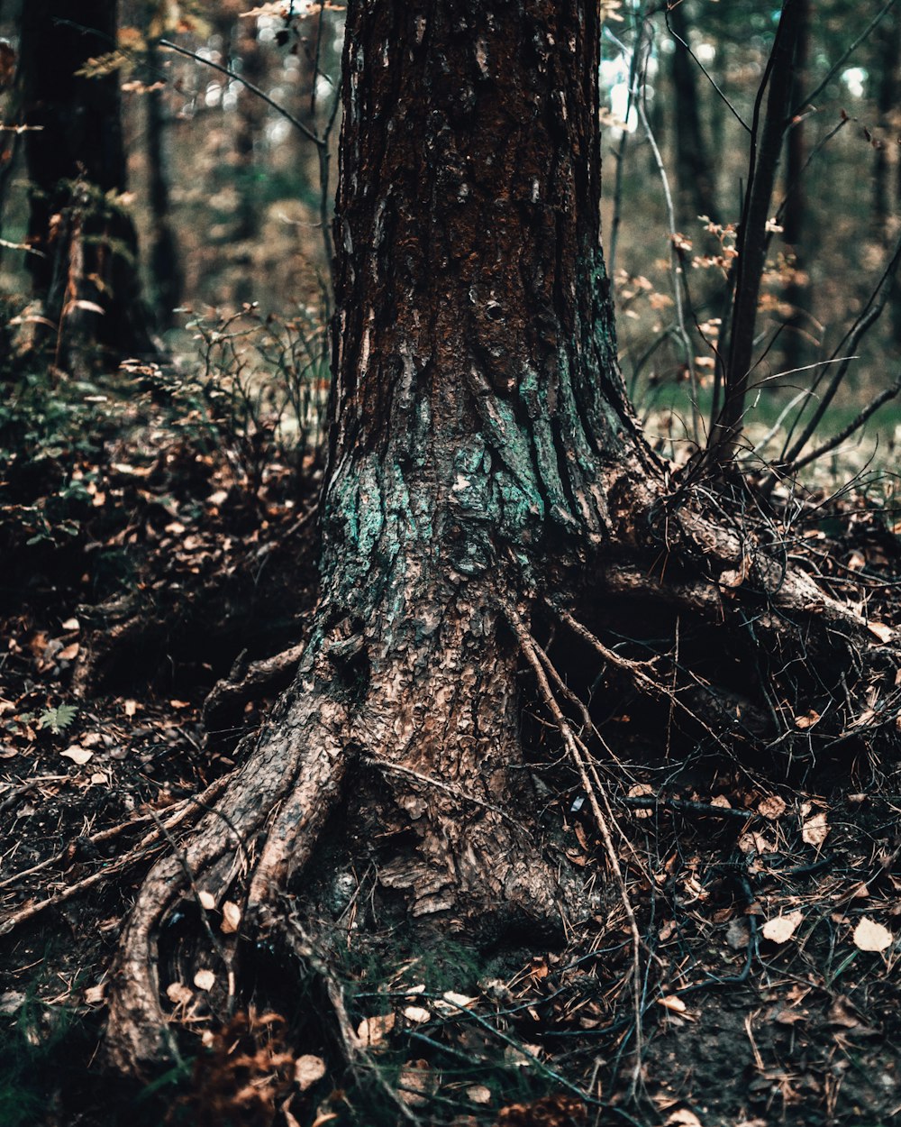 brown tree trunk on forest during daytime