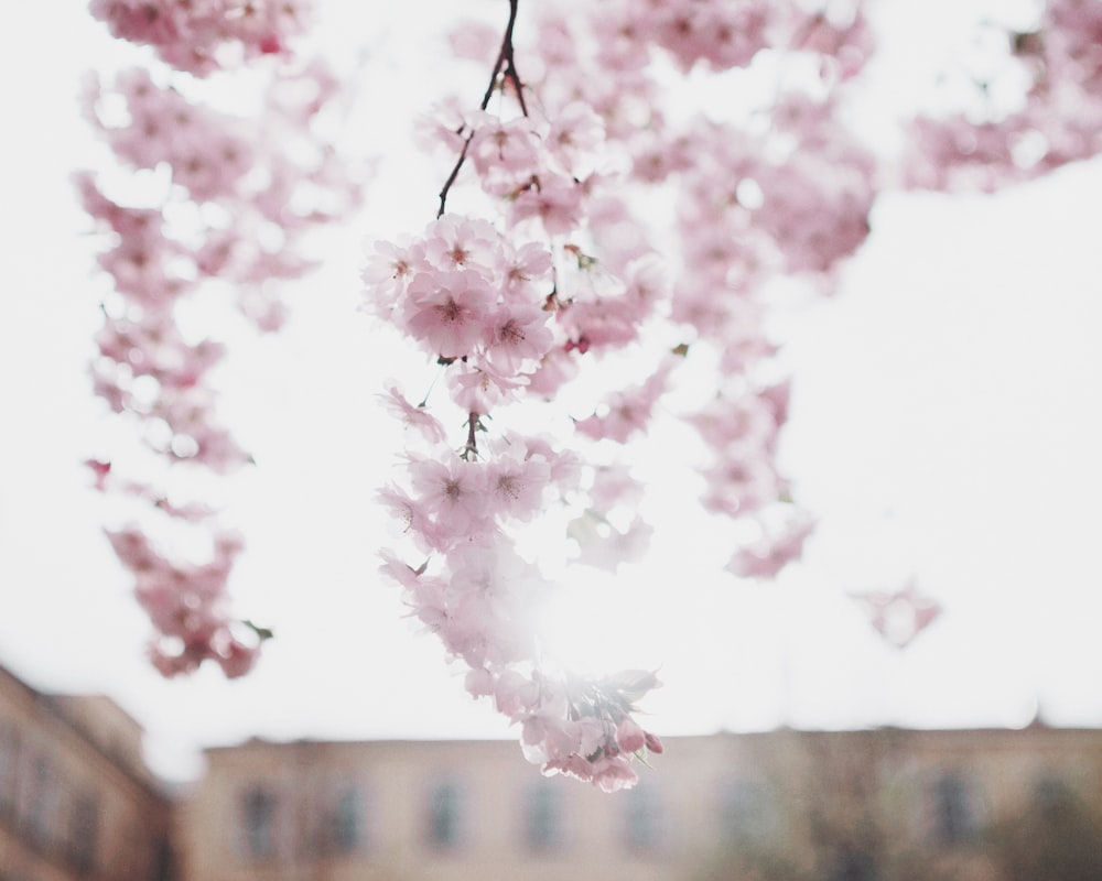 pink cherry blossom in close up photography