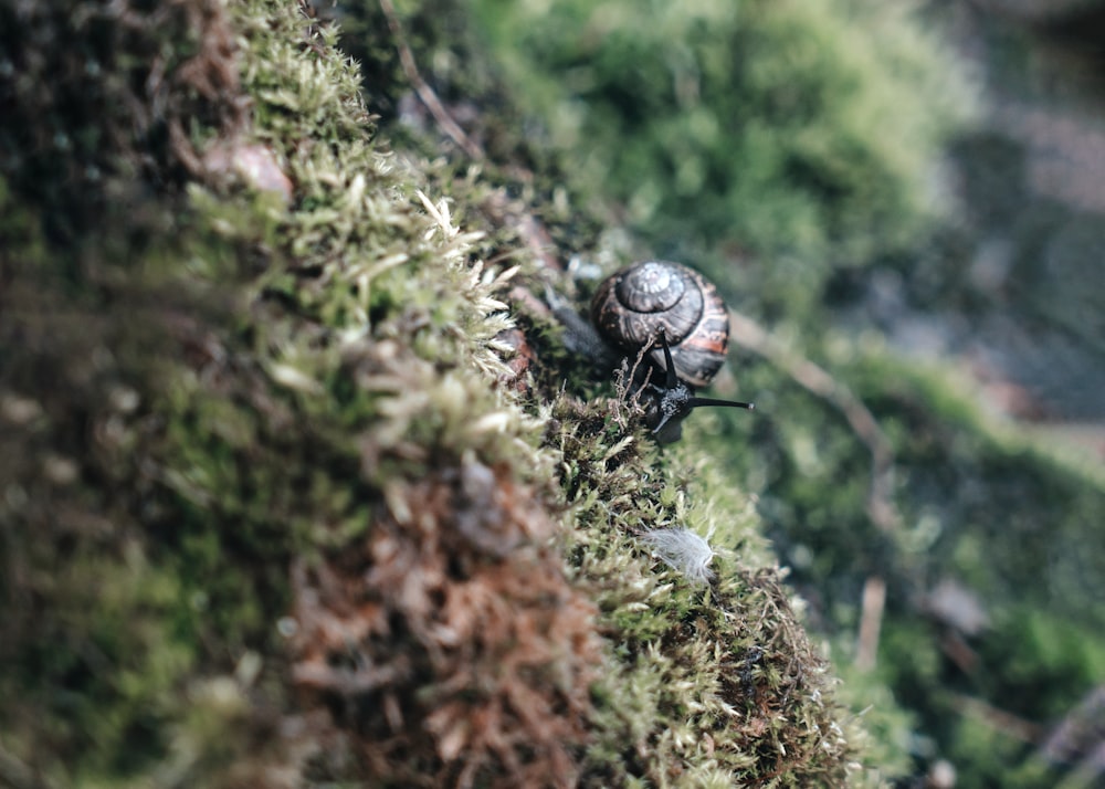 black and brown snail on green moss