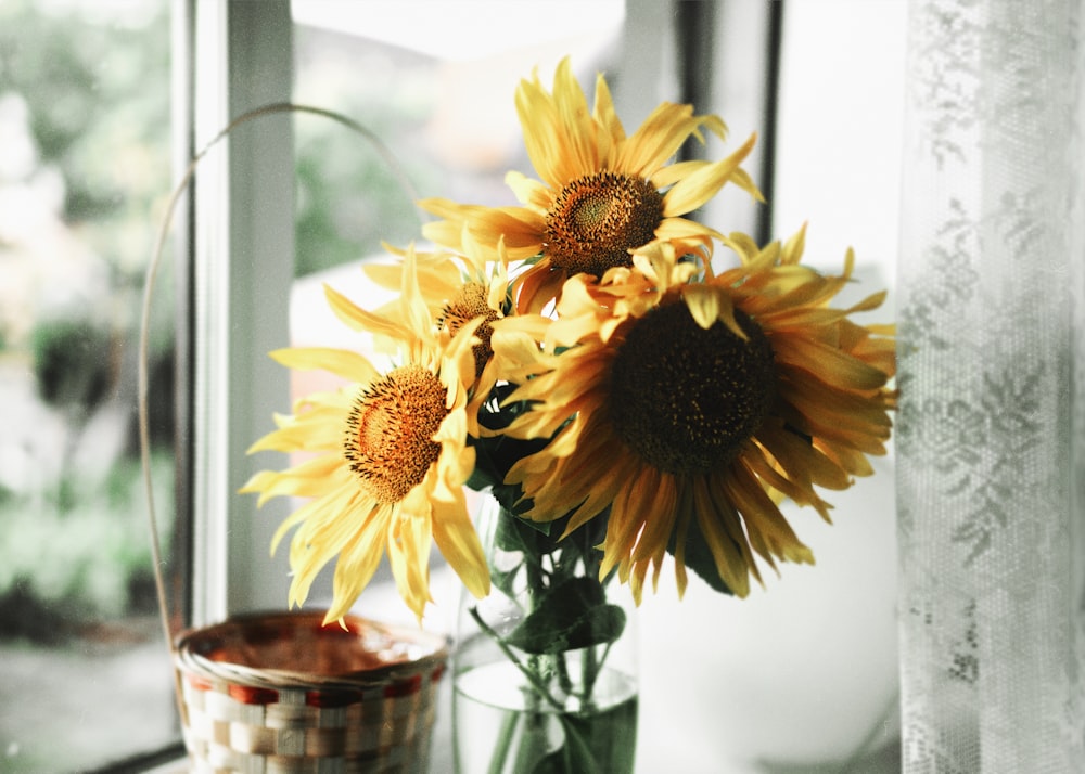 sunflower in clear glass vase