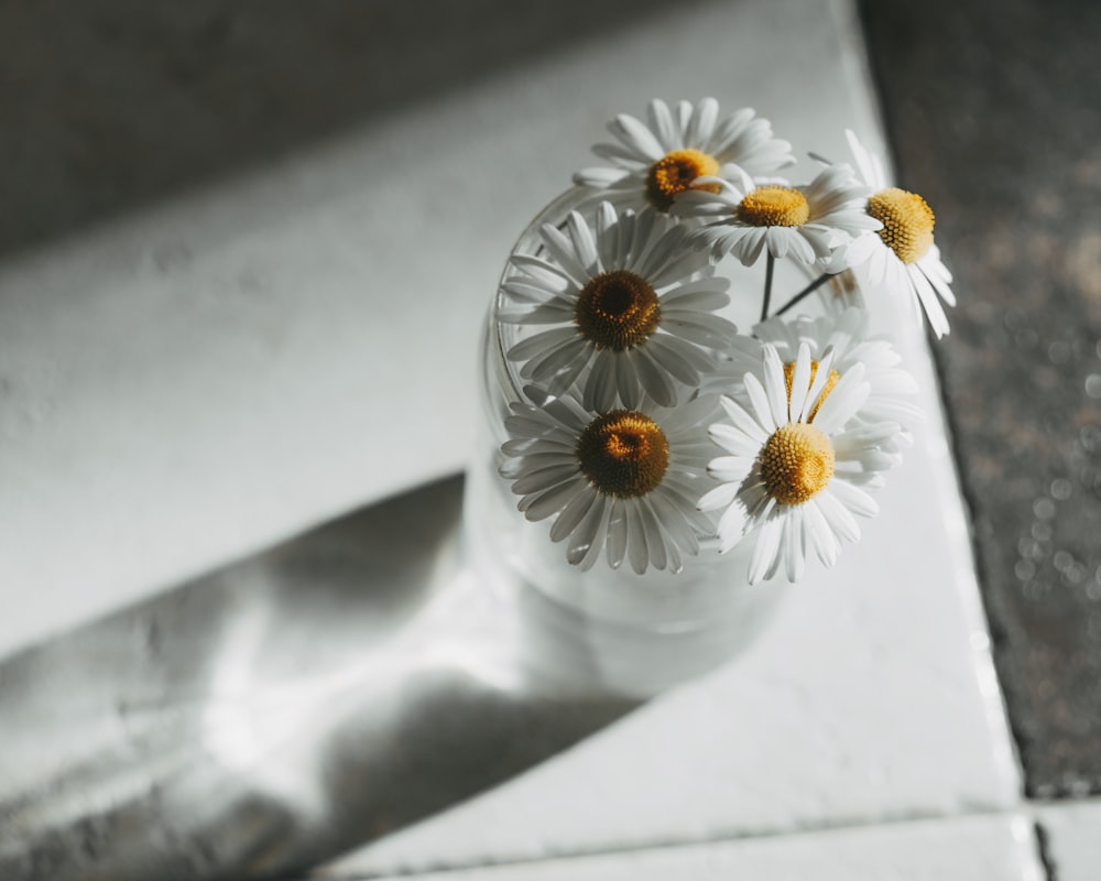 white and yellow daisy in clear glass vase