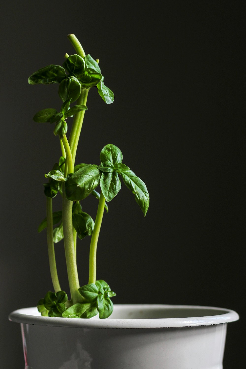 green plant in black background