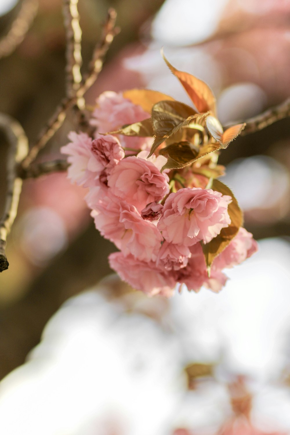 チルトシフトレンズのピンクの花