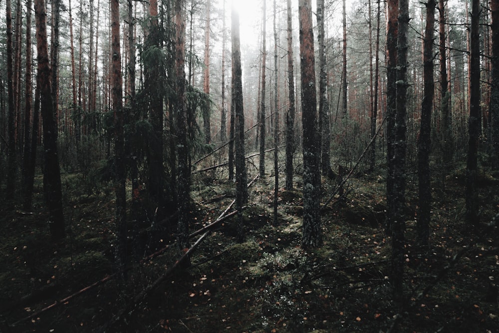 brown trees in forest during daytime