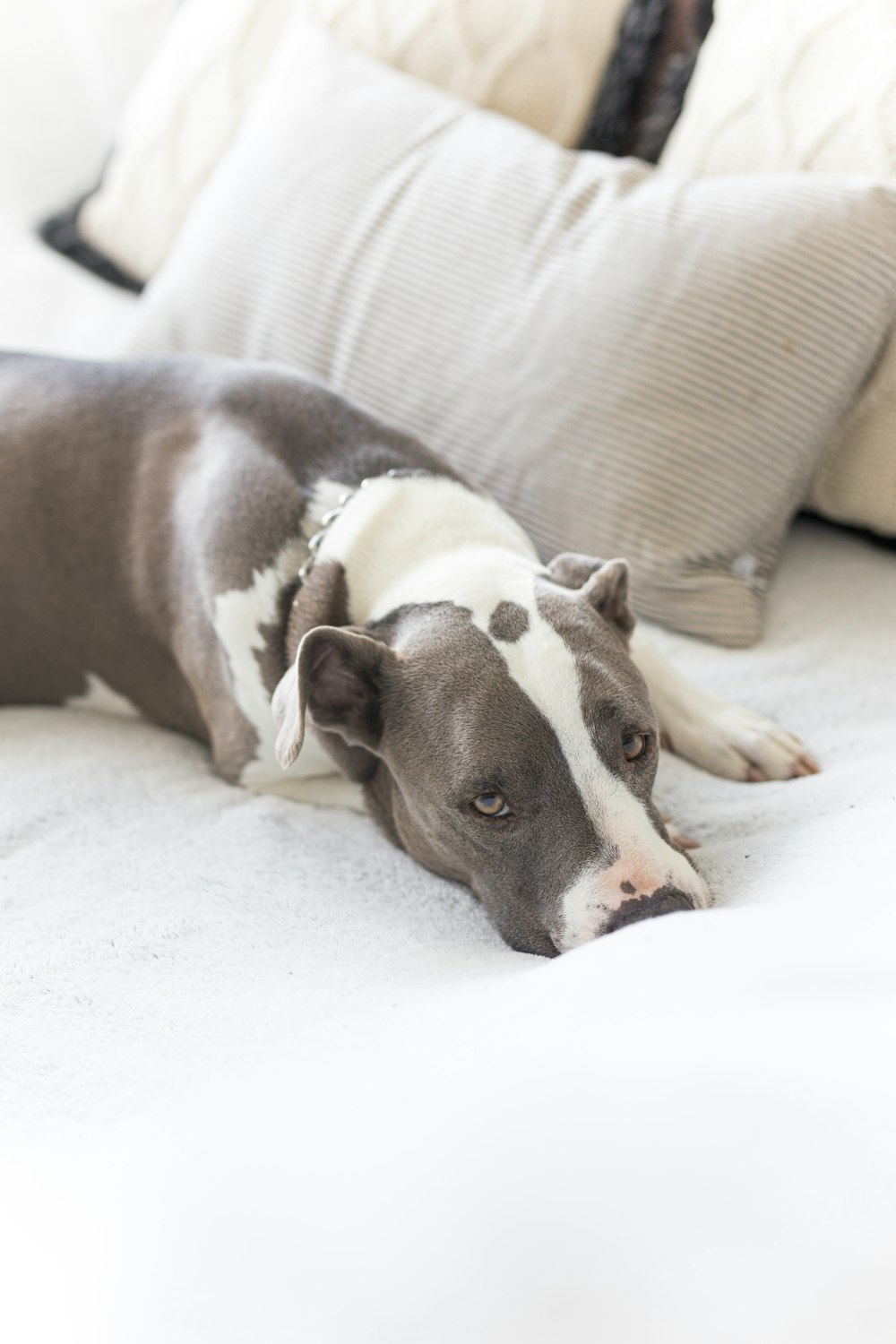 brown and white short coated dog lying on white textile