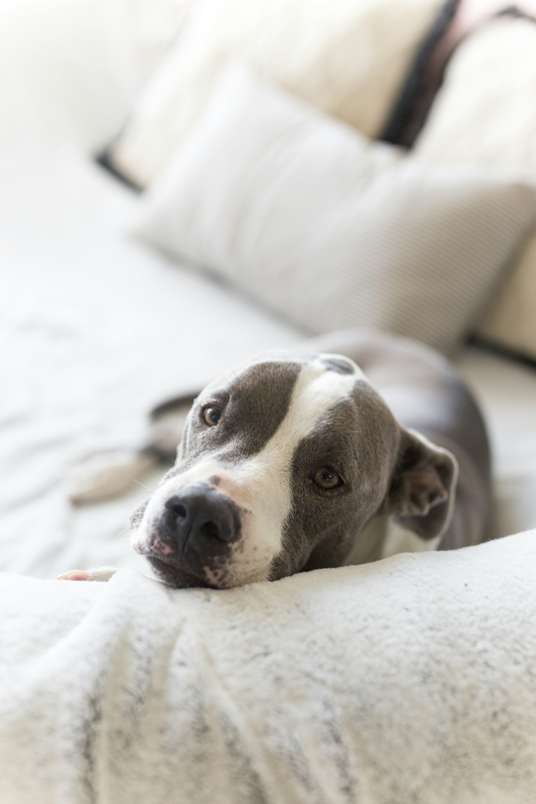 black and white american pitbull terrier mix lying on white bed