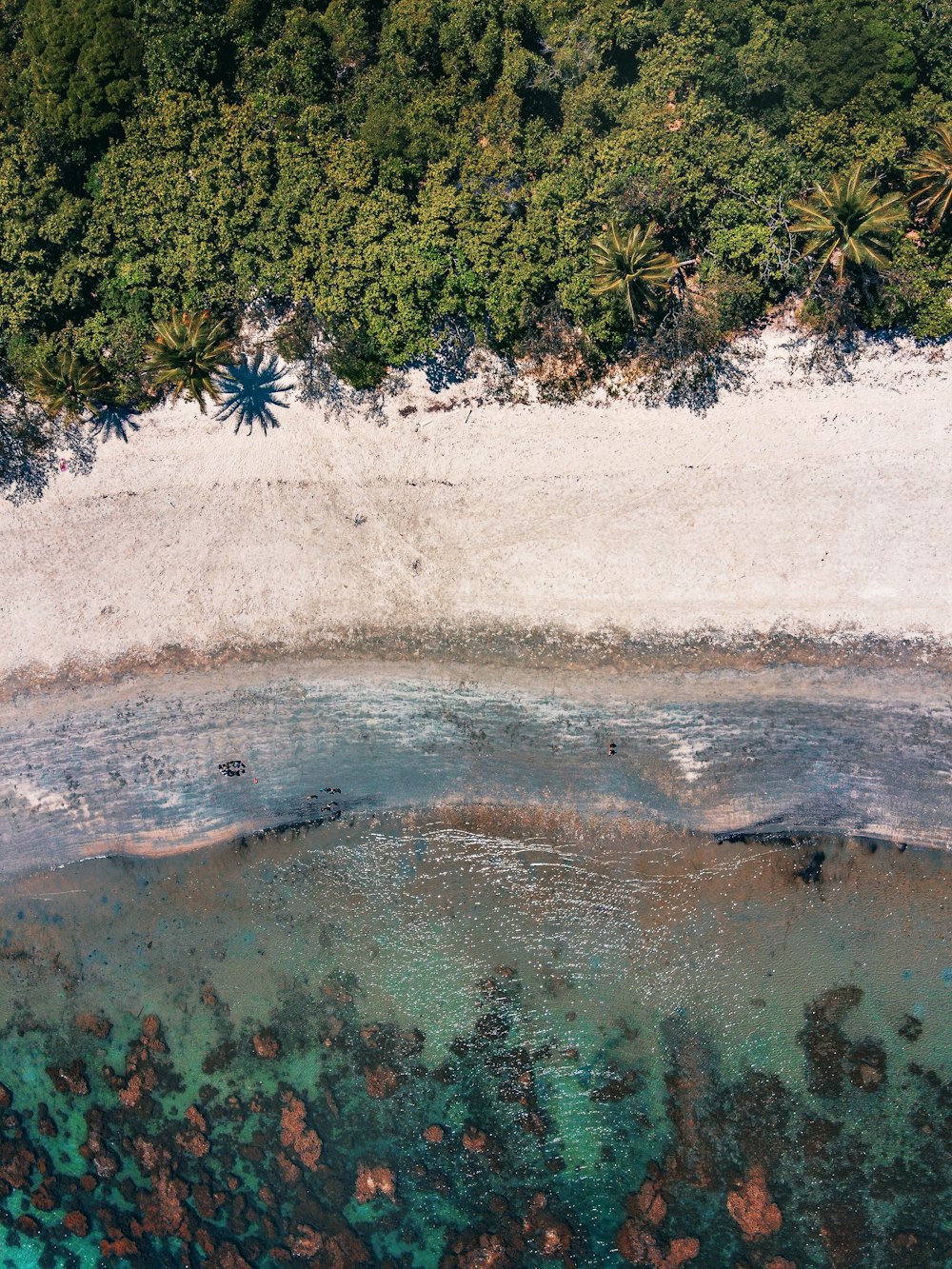 árvores verdes na praia de areia branca durante o dia