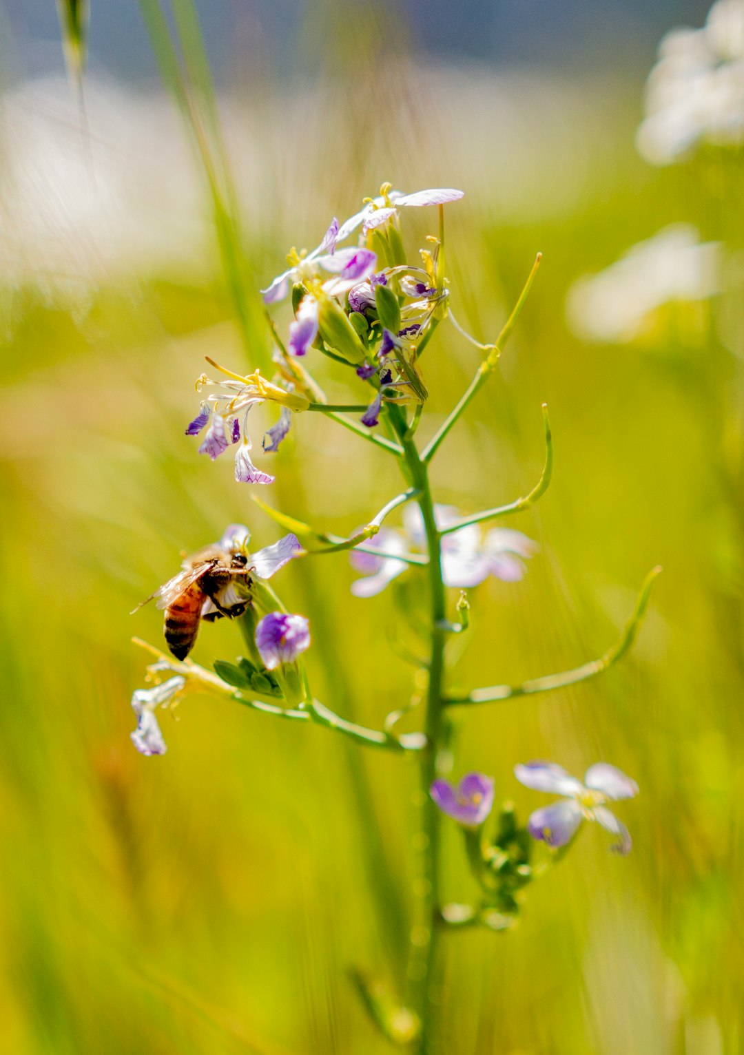 brown and black bee on white flower