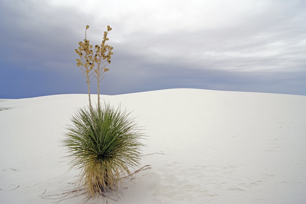 Grüne Pflanze auf weißem Sand während des Tages