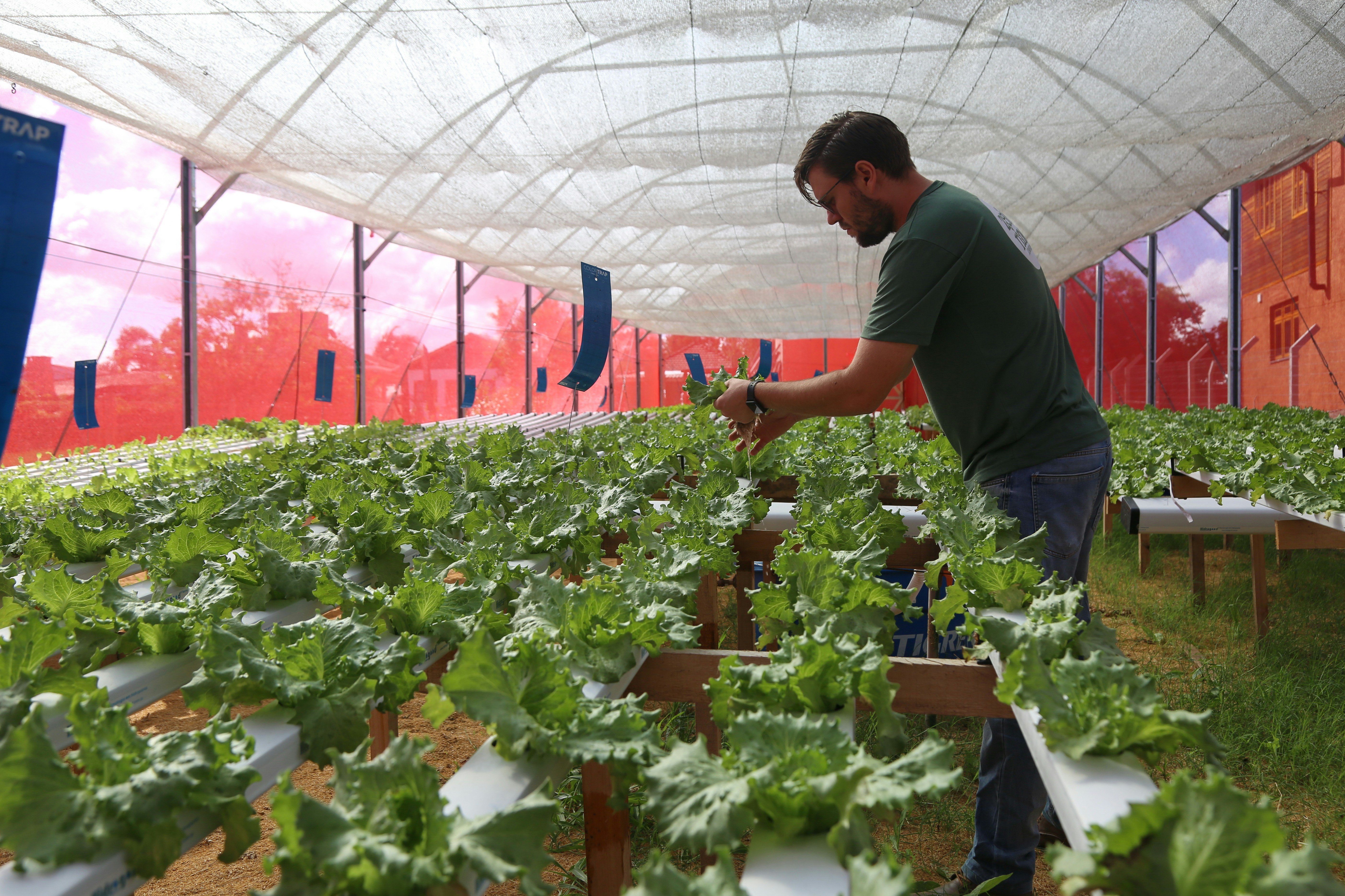 A fresh green hydroponic lettuce plant growing inside a modern greenhouse with curved glass panels