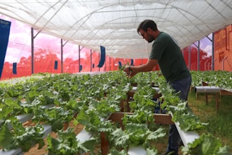 A person tending to rows of lush green lettuce plants in a greenhouse setting. The greenhouse has netted walls and a semi-transparent roof, allowing natural light to filter in. The individual appears to be checking the plants, which are growing in a controlled, organized manner on raised platforms.