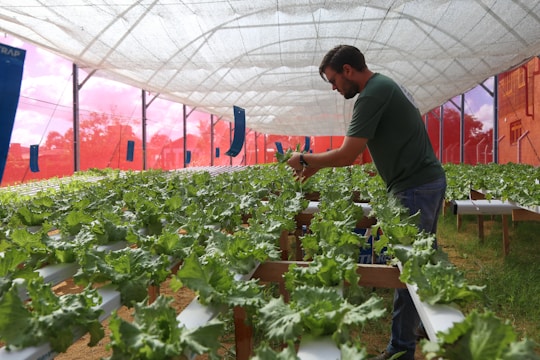 A person tending to rows of lush green lettuce plants in a greenhouse setting. The greenhouse has netted walls and a semi-transparent roof, allowing natural light to filter in. The individual appears to be checking the plants, which are growing in a controlled, organized manner on raised platforms.
