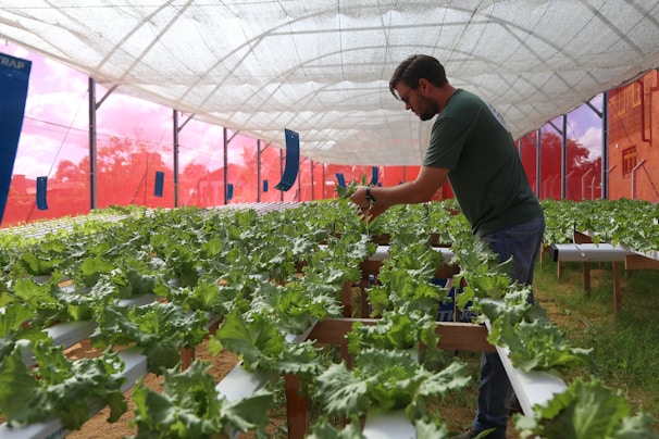 A person tending to rows of lush green lettuce plants in a greenhouse setting. The greenhouse has netted walls and a semi-transparent roof, allowing natural light to filter in. The individual appears to be checking the plants, which are growing in a controlled, organized manner on raised platforms.