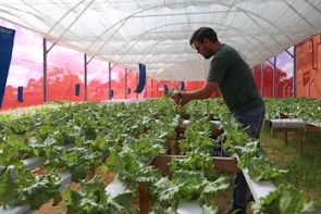 A person tending to rows of lush green lettuce plants in a greenhouse setting. The greenhouse has netted walls and a semi-transparent roof, allowing natural light to filter in. The individual appears to be checking the plants, which are growing in a controlled, organized manner on raised platforms.