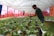 A person tending to rows of lush green lettuce plants in a greenhouse setting. The greenhouse has netted walls and a semi-transparent roof, allowing natural light to filter in. The individual appears to be checking the plants, which are growing in a controlled, organized manner on raised platforms.