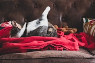 Chat faisant sa toilette sur un canapé marron entouré de couvertures rouges et d’un jouet